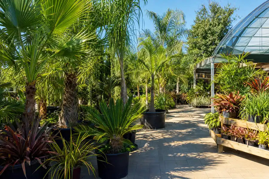 Palms and Exotics collection at Pengelly Garden Centre Cornwall showing potted palms, bananas and tropical foliage