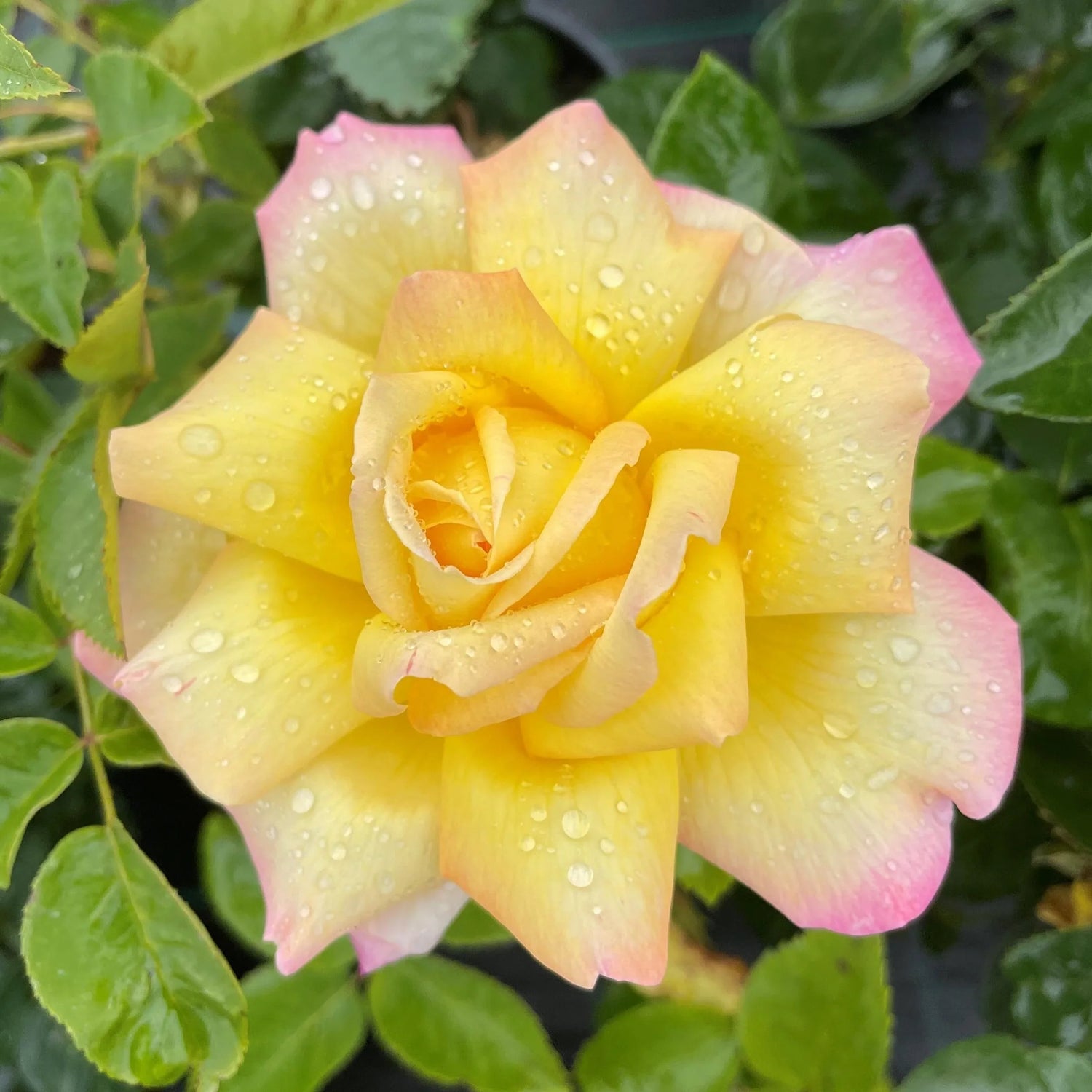 Hybrid Tea Roses