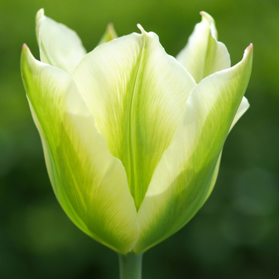 Tulip