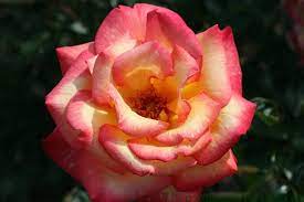 Floribunda Roses