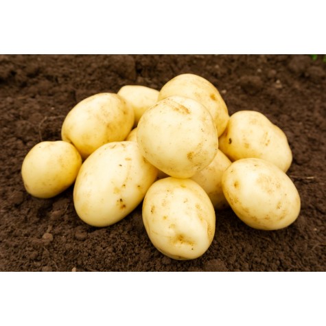 Seed Potatoes