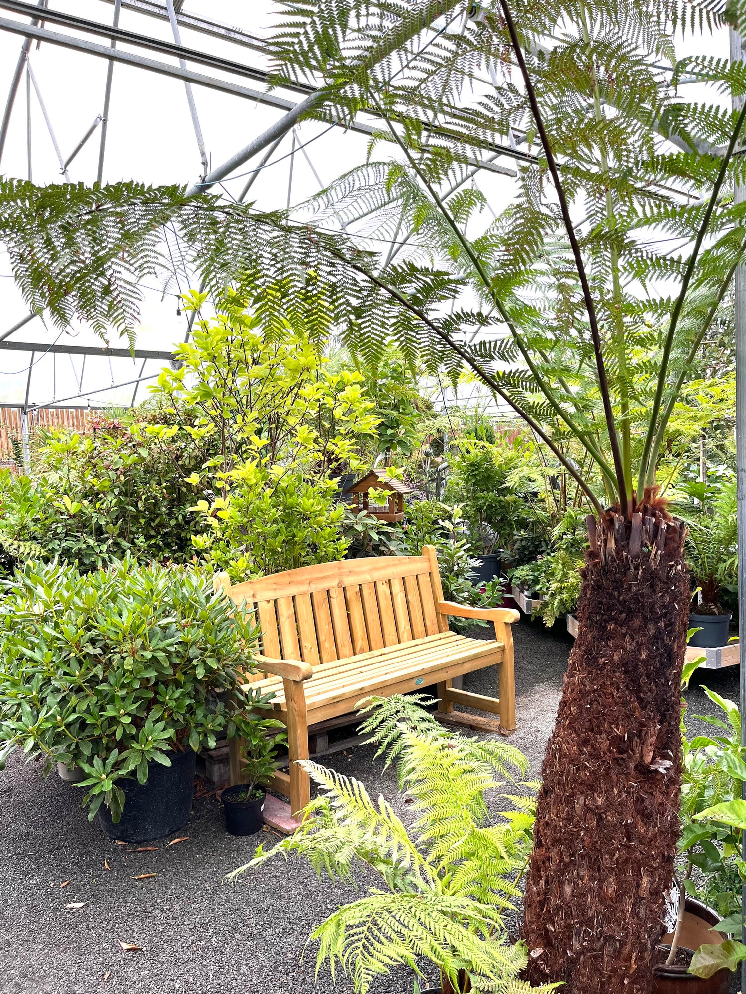 Grasses, Ferns, Palms & Exotics