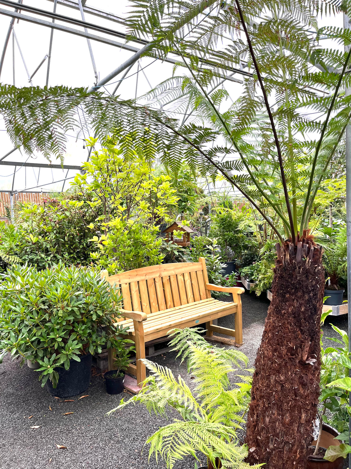 Trees at Pengelly Garden Centre