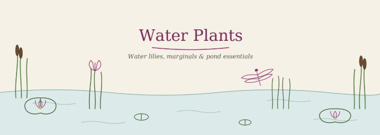 Water Plants collection at Pengelly Garden Centre Cornwall with tubs, marginals and oxygenators on display