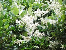 Ligustrum ovalifolium 3L