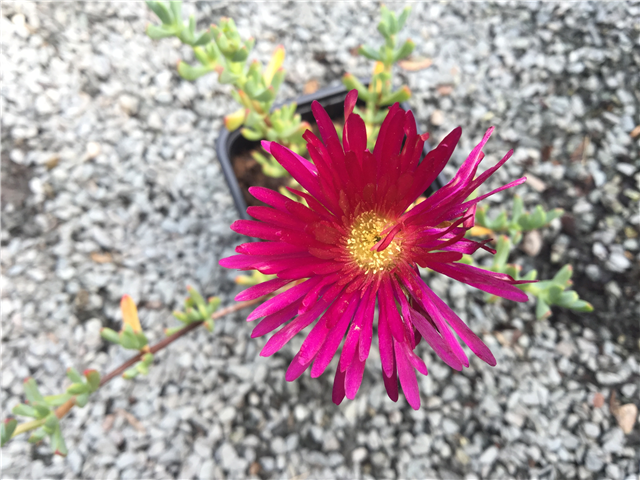 Lampranthus 'Lilac' 1ltr