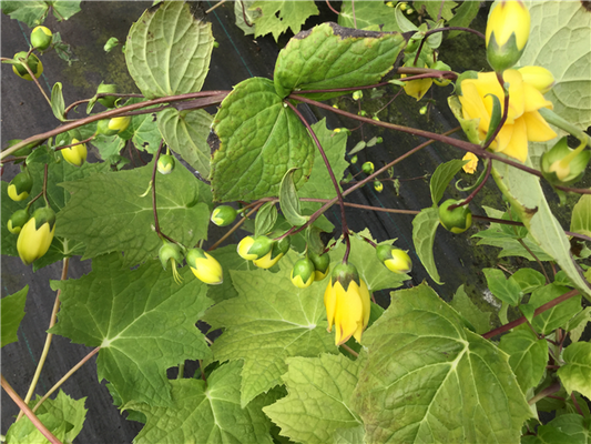 Kirengeshoma palmata 3L with large lobed leaves and yellow bell flowers at Pengelly Garden Centre Cornwall
