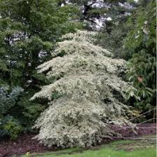 Cornus alt Argentea 12L potted variegated dogwood with cream-edged leaves at Pengelly Garden Centre Cornwall