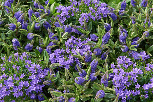 Hebe Addenda Donna Britta P15 compact evergreen with glossy leaves and upright flowers Pengelly Garden Centre Cornwall