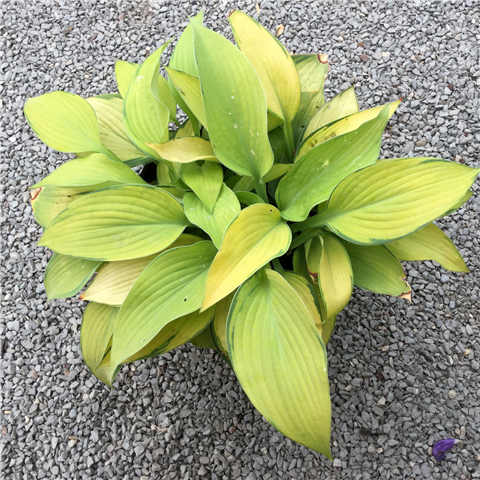 Hosta 'Inniswood' 3ltr