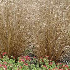 Carex buchananii 'Red Rooster' 3lt