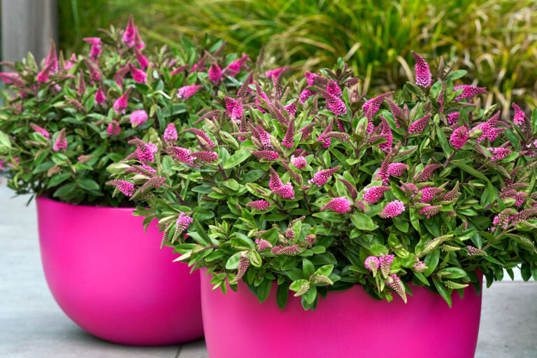 Hebe Addenda Donna Alina 15cm plain pot