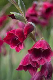 Gladioli papilio 'Ruby'