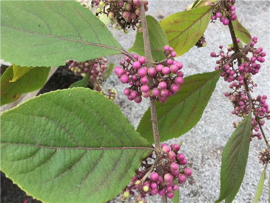 Callicarpa bodinieri 'Profusion'  175+