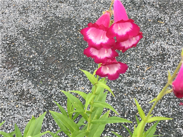 Penstemon Pristine Scarlet 2L