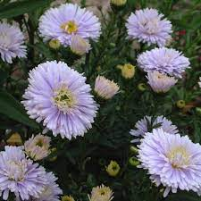 Aster novi-belgii 'Brigitte'