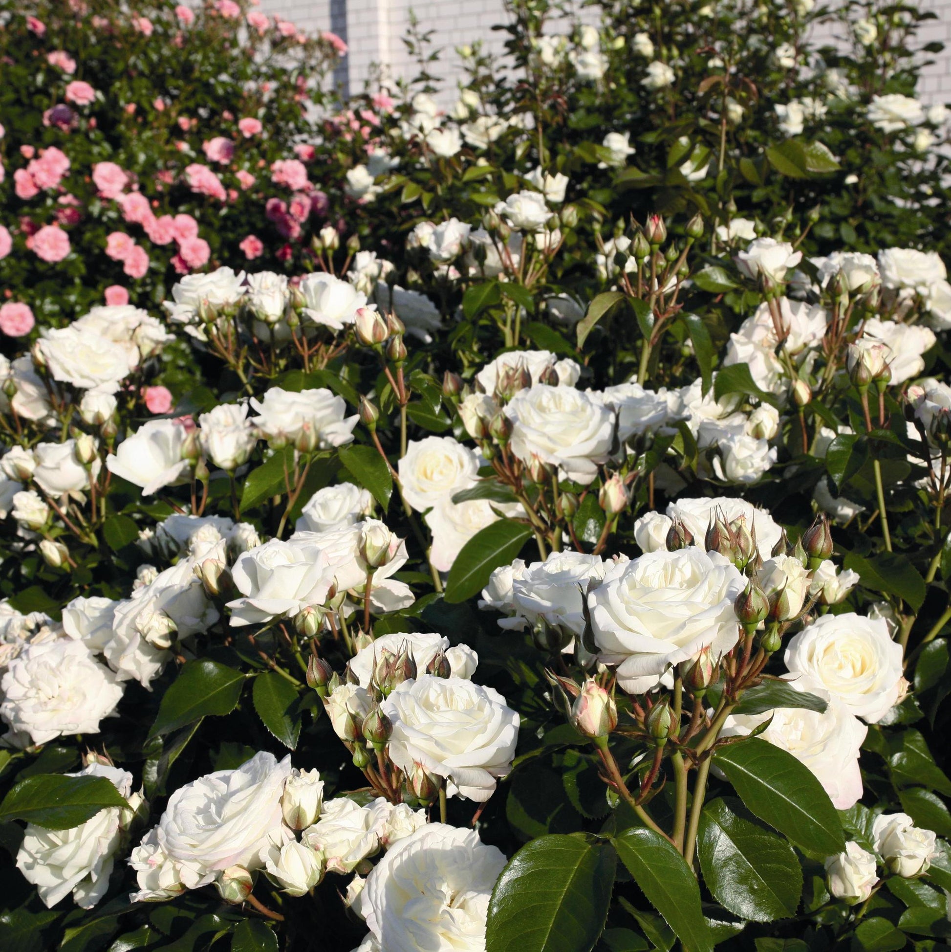 Potted Rosa Alabaster 5ltr with creamy white double blooms and glossy green foliage at Pengelly Garden Centre Cornwall