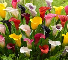 Calla Lily 3ltr