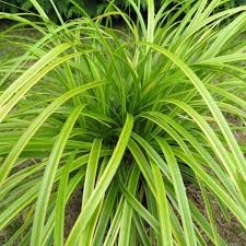 Carex oshimensis 'Everlime' 1ltr