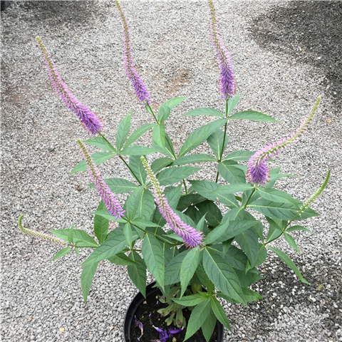 Veronica 'Ulster Dwarf Blue' P15
