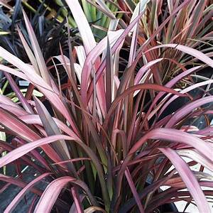 Phormium tenax Flamingo 3L