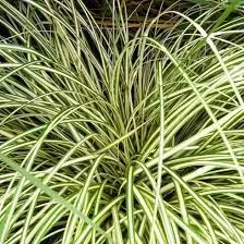 Carex oshimensis Evergold 5ltr variegated green & cream striped arching leaves in pot at Pengelly Garden Centre Cornwall