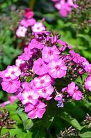 Phlox paniculata Sweet Summer Violet 3L