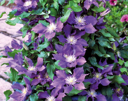 Clematis Chevalier Evi 3ltr