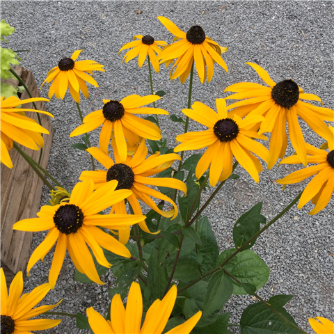 Rudbeckia fulgida sullivantii 'Goldsturm' 2Ltr