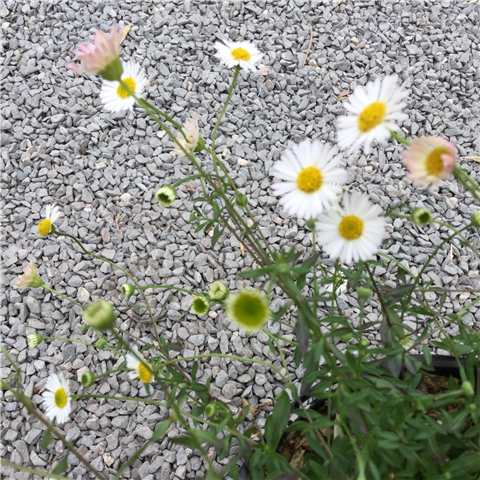 Erigeron karvinskianus 2ltr
