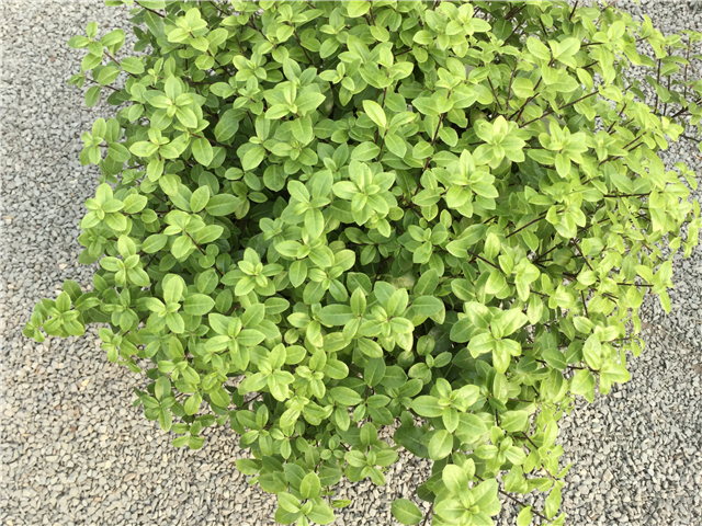 Pittosporum tenuifolium 'Golf Ball' 20ltr