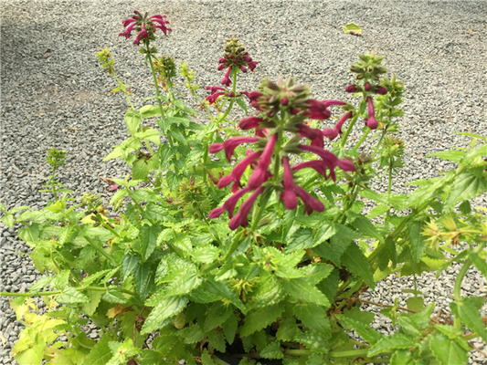 Stachys Aet. Danielle 3L