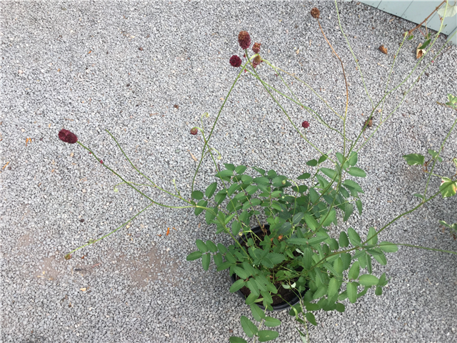 Sanguisorba menziesii 2ltr