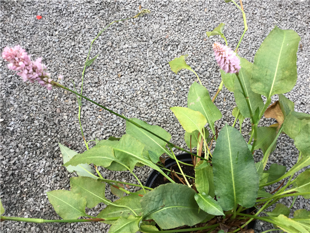 Persicaria bistorta 'Superba' 2L