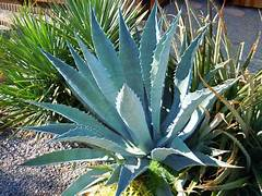 Agave americana marginata P18