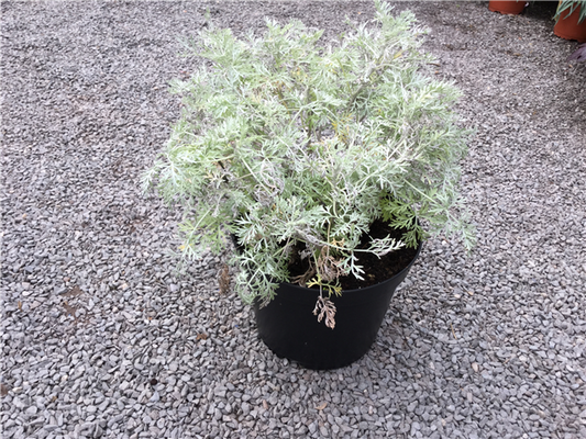 Artemisia pontica 'Powis Castle' 2L