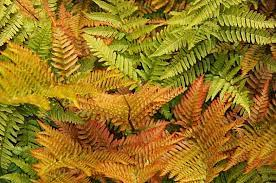 Dryopteris erythrosora 'Brilliance' 13cm pot