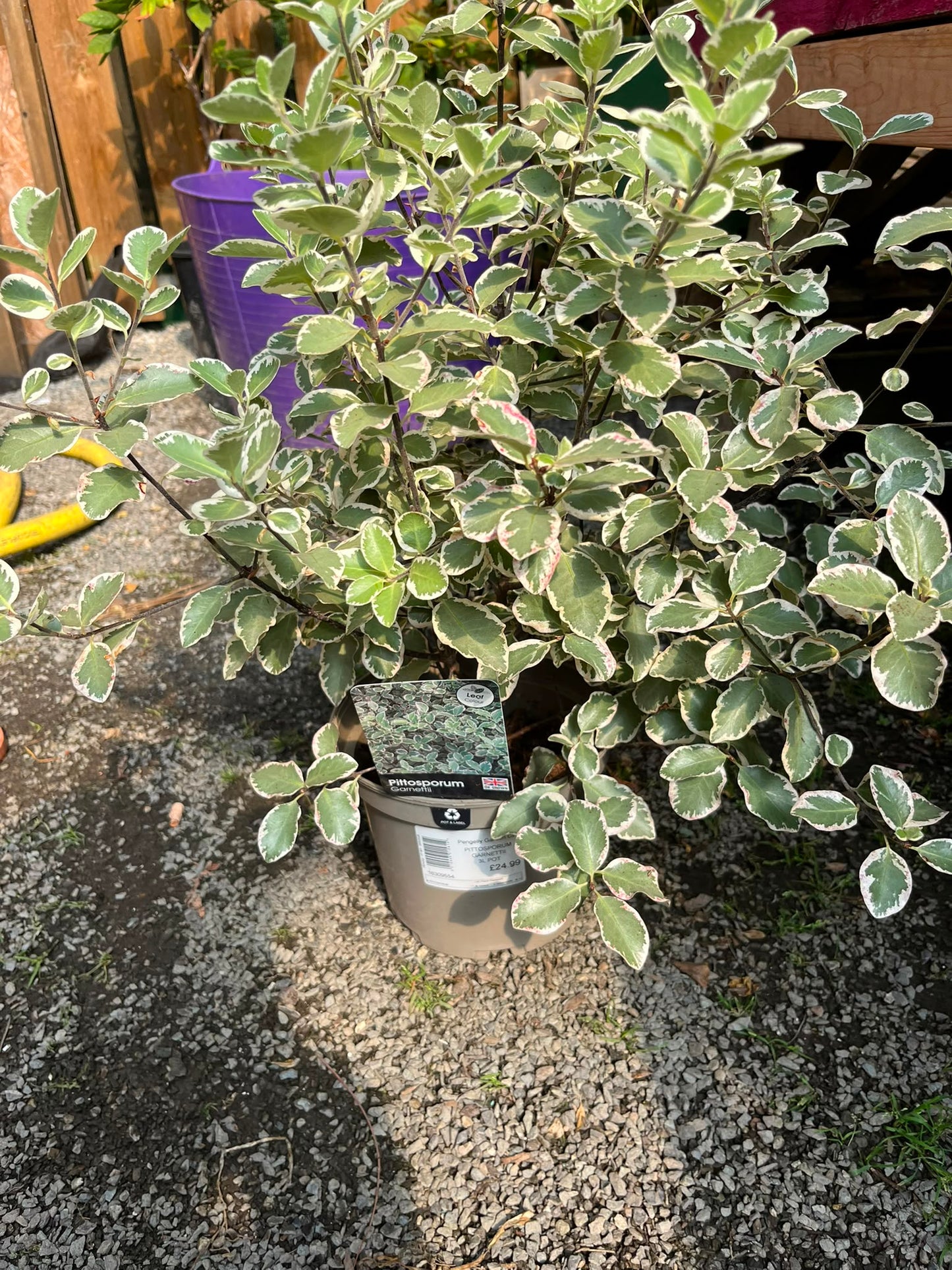 Pittosporum tenuifolium garnettii 3ltr