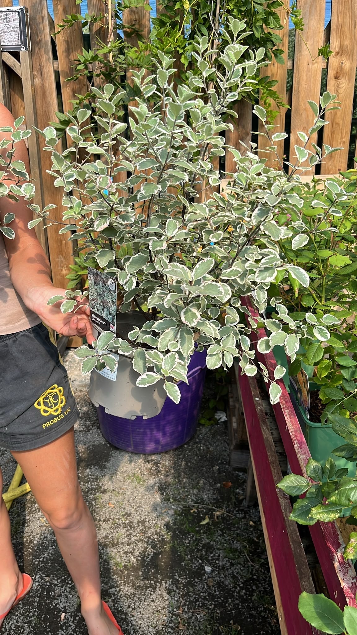 Pittosporum tenuifolium garnettii 3ltr