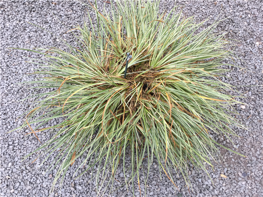 Acorus gramineus 'Argenteostriatus' 2ltr