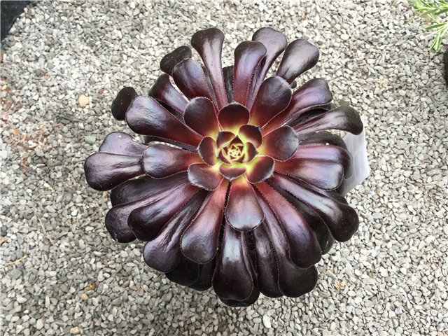 Aeonium 'Black Magic' 10ltr