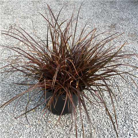 Uncinia rubra 'Everflame' 3ltr