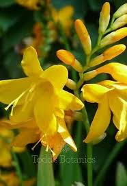 Crocosmia crocosmiiflora 'George Davidson' 3L