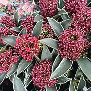 Skimmia japonica 'Mystic Marlot' 3ltr