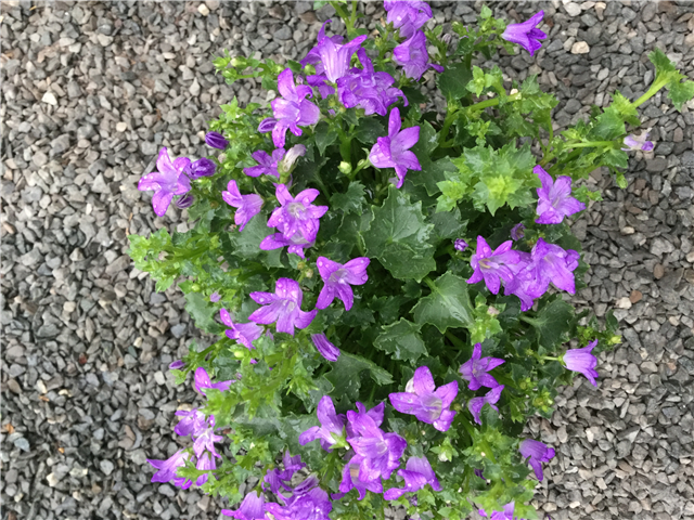 Campanula