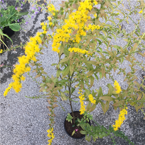 Solidago rugosa 'Fireworks'