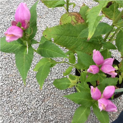Chelone obliqua 2L