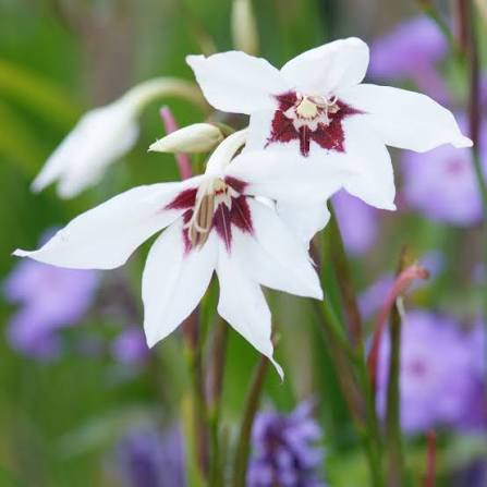Acidanthera murielae