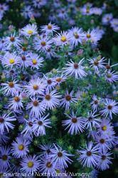 Aster novi-belgii 'Climax'