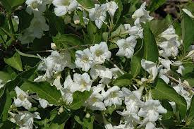 Weigela florida 'Bristol Snowflake' 3L